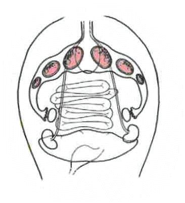 wpe31.jpg (14039 bytes)