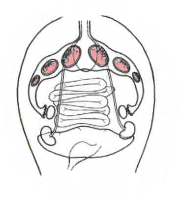 Pregnant Cat Anatomy 109