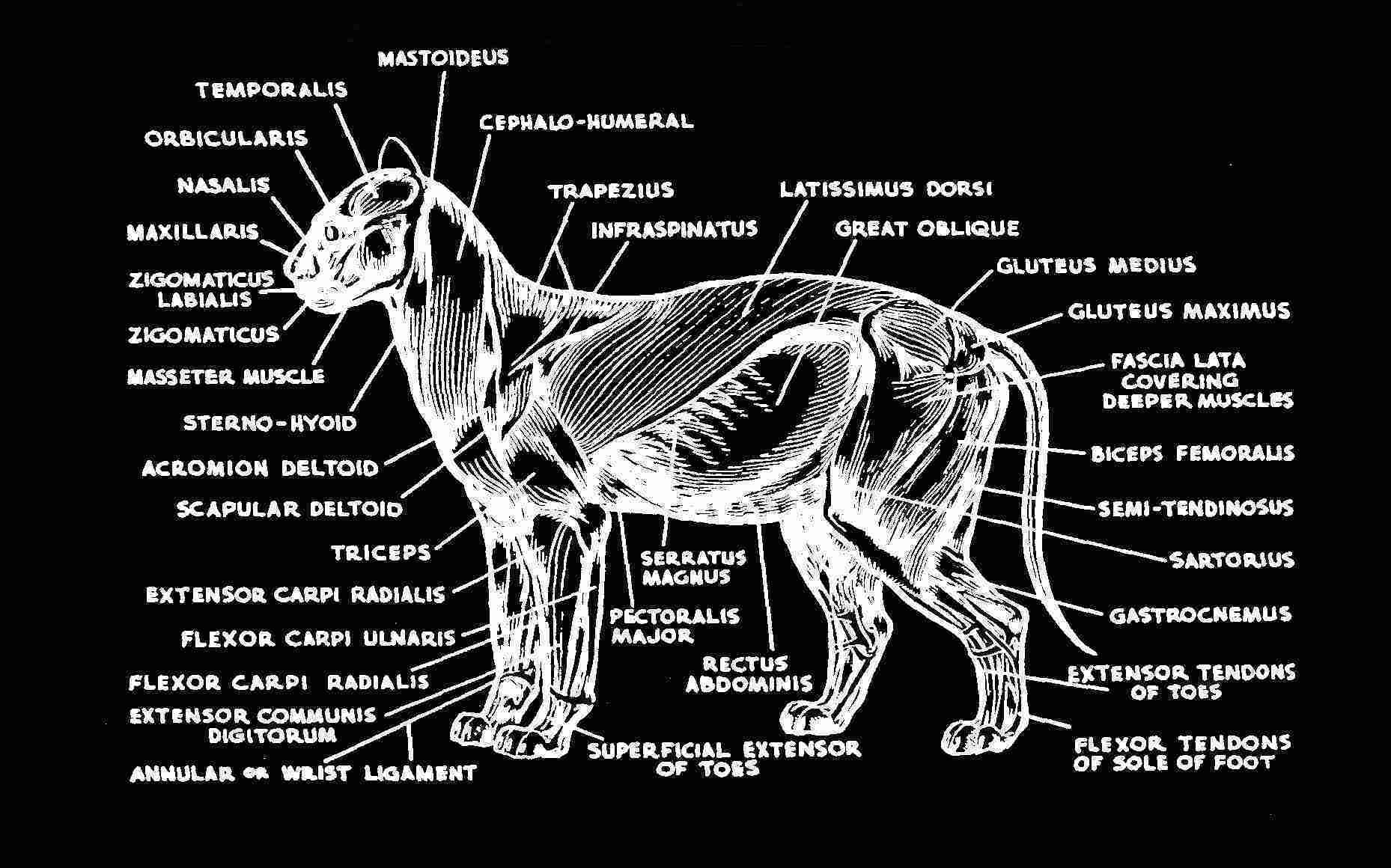 Superficial Muscles of the Cat