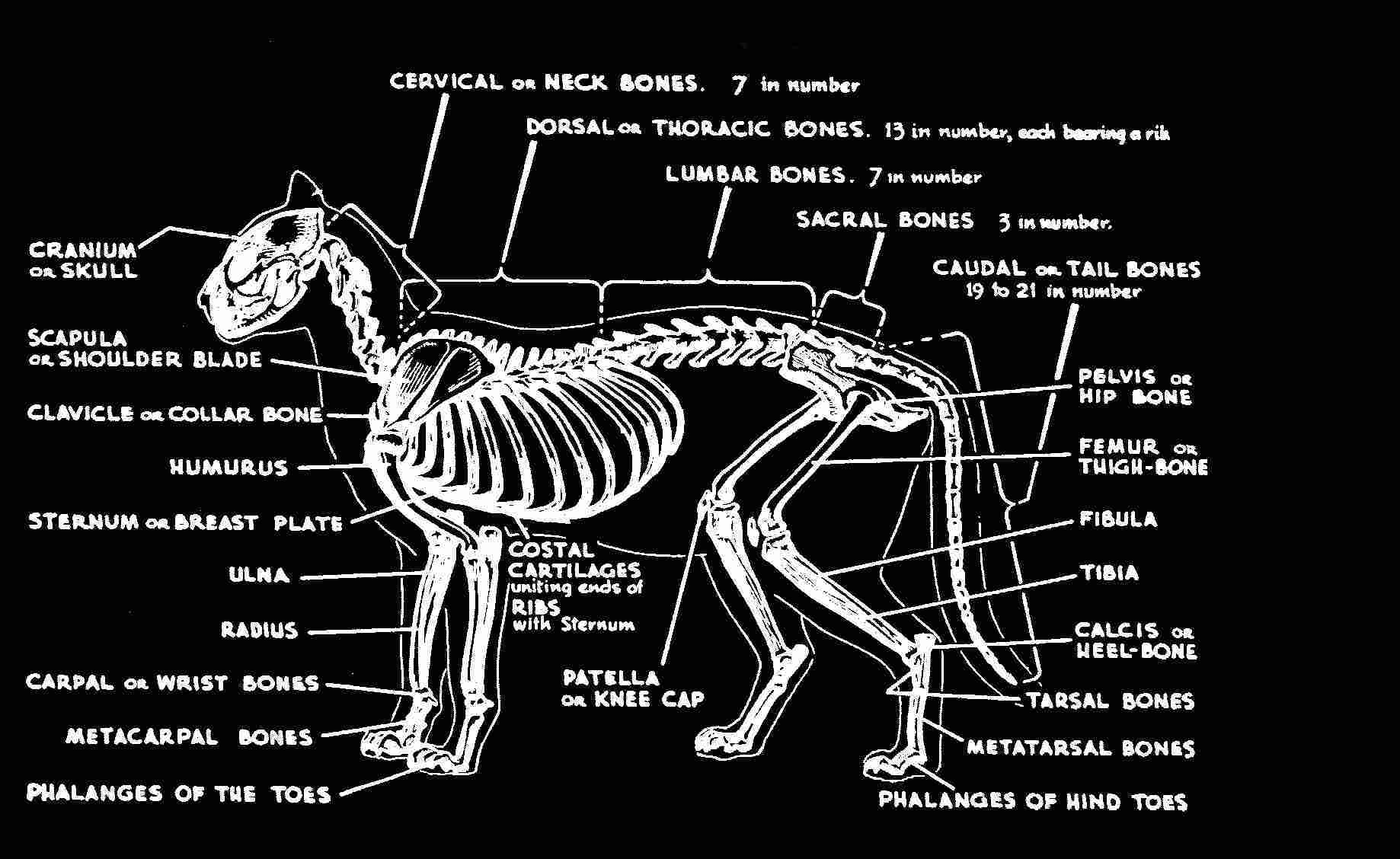 Cat Skeleton Web.jpg (131825 bytes)