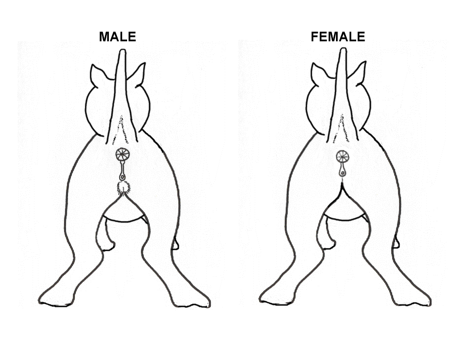 Sexing a Kitten Web.bmp (206062 bytes)